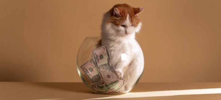 A cat sitting in a bowl with money