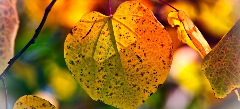 Fall leaf on the tree.