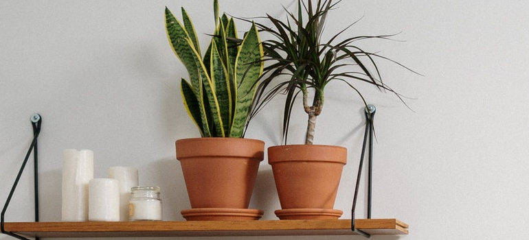 plant pots on shelves