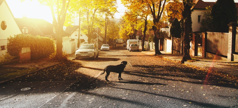 A dog is standing in the middle of an empty suburban street.